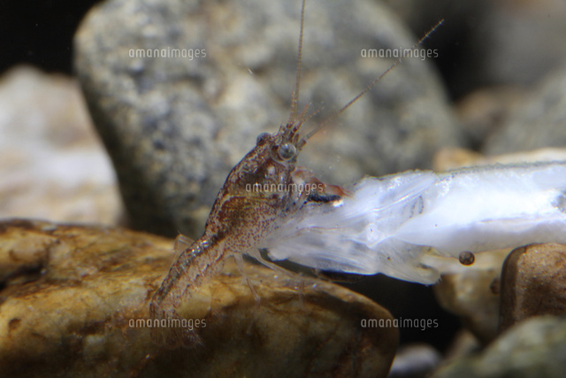 アメリカザリガニの子供 孵化約１週間後 死んだ子魚を食べている の写真素材 イラスト素材 アマナイメージズ