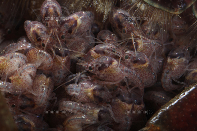 アメリカザリガニ 孵化約４日後の子供 の写真素材 イラスト素材 アマナイメージズ