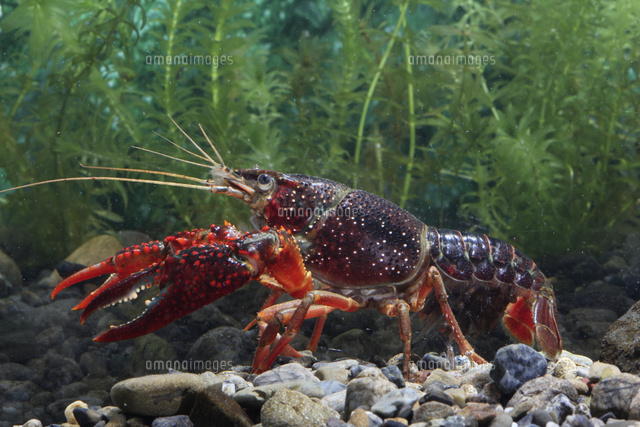 アメリカザリガニ 孵化約１週間後の子供を持つ の写真素材 イラスト素材 アマナイメージズ