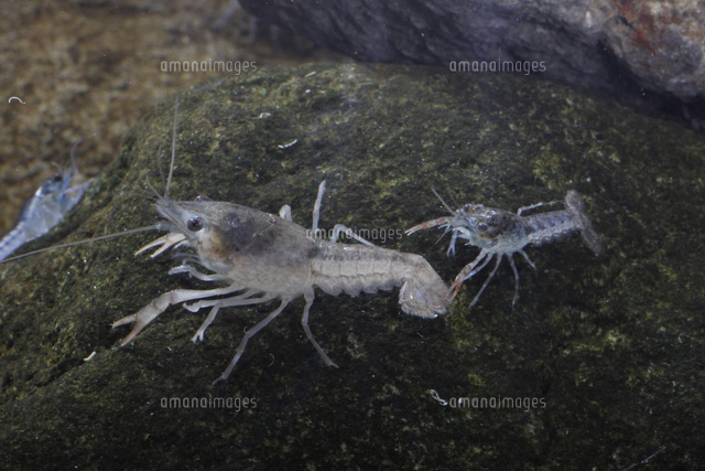 アメリカザリガニ 産卵後約６日目の死んでカビの生えた卵 の写真素材 イラスト素材 アマナイメージズ