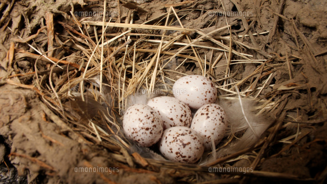 ツバメの巣と卵 の写真素材 イラスト素材 アマナイメージズ
