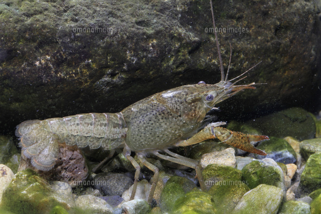 アメリカザリガニの成長 生後約7ヶ月体長約7cm の写真素材 イラスト素材 アマナイメージズ