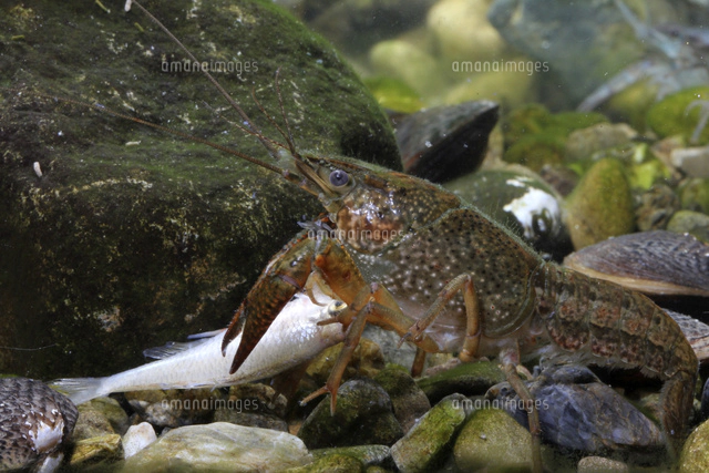 アメリカザリガニの卵 産卵後約１２日目の卵 白と紫の半々になってくる の写真素材 イラスト素材 アマナイメージズ