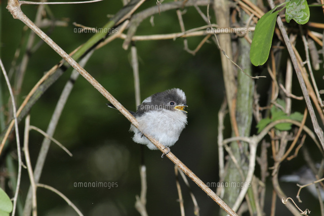 エナガの巣立ちビナ の写真素材 イラスト素材 アマナイメージズ