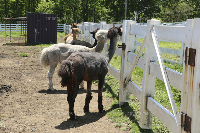 アルパカ 毛を刈った後の個体 の写真素材 イラスト素材 アマナイメージズ
