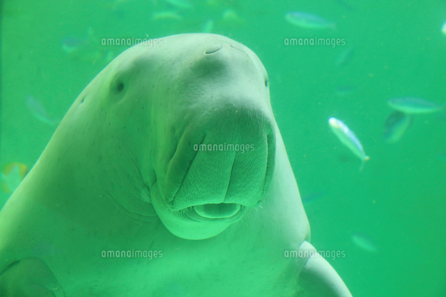 ジュゴンの顔 の写真素材 イラスト素材 アマナイメージズ
