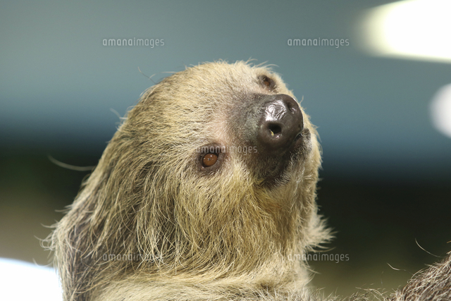 フタツユビナマケモノの顔 の写真素材 イラスト素材 アマナイメージズ フタツユビナマケモノの顔 の写真素材 イラスト素材 アマナイメージズ