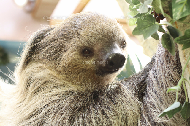 フタツユビナマケモノの顔 の写真素材 イラスト素材 アマナイメージズ フタツユビナマケモノの顔 の写真素材 イラスト素材 アマナイメージズ
