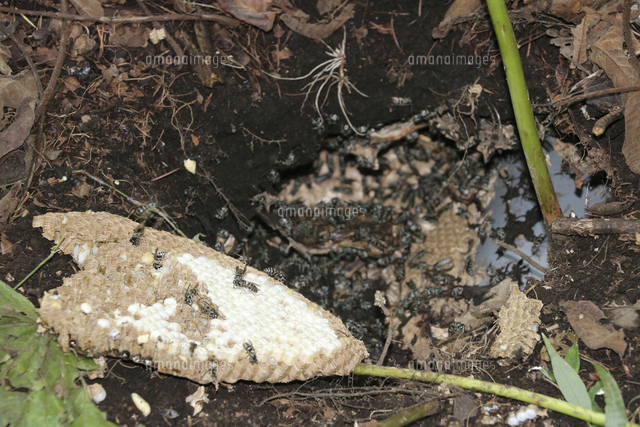 スズメバチの巣 184230636-common-wasp-nest-