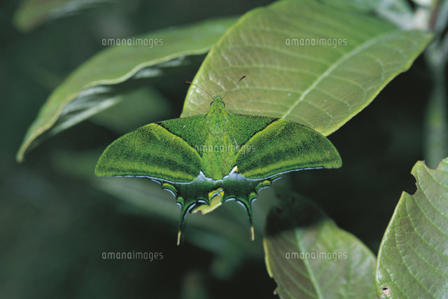 テングアゲハのオス[32184000024]の写真・イラスト素材｜アマナイメージズ