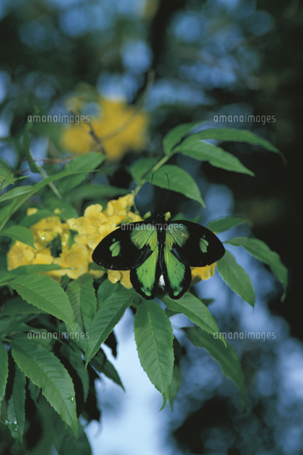 花の蜜を吸うビクトリアトリバネアゲハのオス[32184000030]の写真