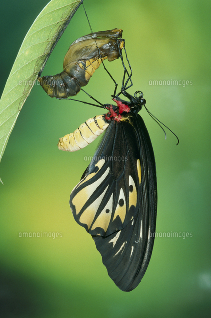羽化するアレキサンドラトリバネアゲハのメス[32184000048]の写真