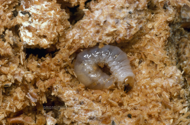 オオクワガタの一齢幼虫[32184000058]の写真・イラスト素材｜アマナ