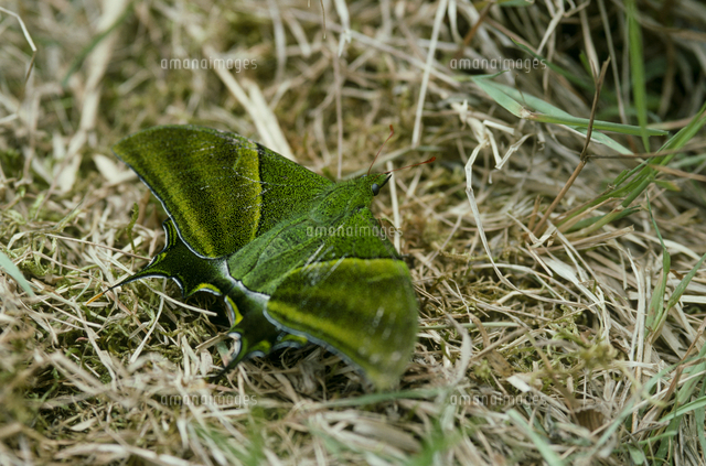 テングアゲハのオス[32184000270]の写真・イラスト素材｜アマナイメージズ