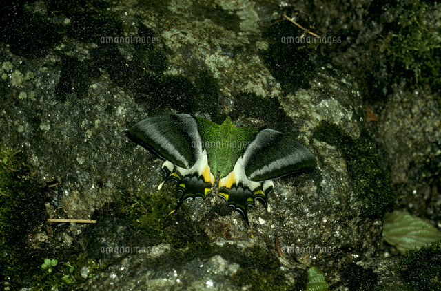 テングアゲハのメス[32184000271]の写真・イラスト素材｜アマナイメージズ