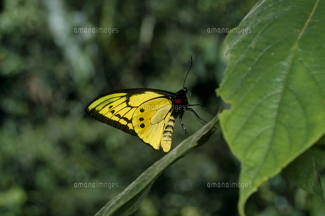 ゴライアストリバネアゲハのメス[32184000285]の写真・イラスト素材