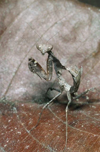 ムナビロカレハカマキリの顔 アップ[32184000370]の写真・イラスト素材