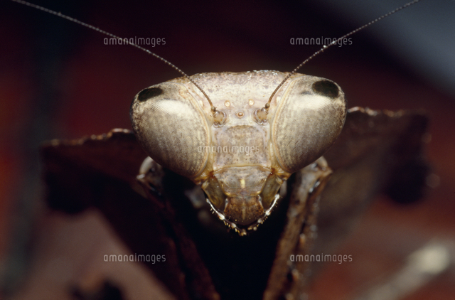 ムナビロカレハカマキリの顔 アップ[32184000370]の写真・イラスト素材