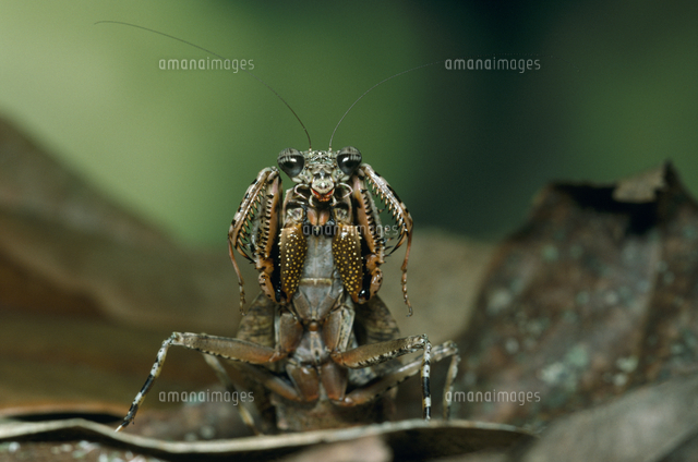 キノカワカマキリ 威嚇[32184000386]の写真・イラスト素材｜アマナ