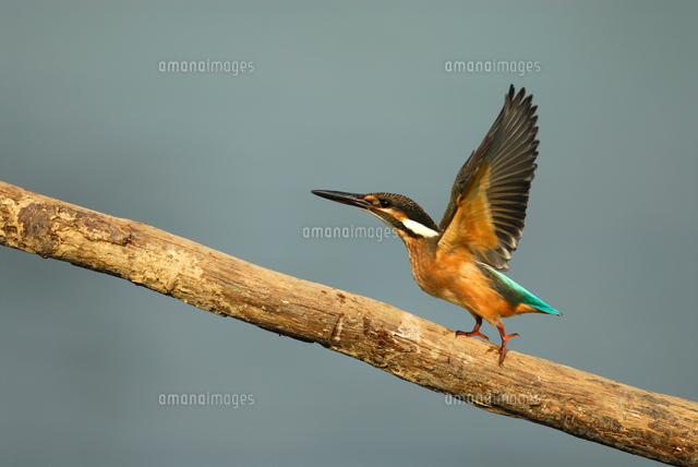 飛び立つカワセミ の写真素材 イラスト素材 アマナイメージズ