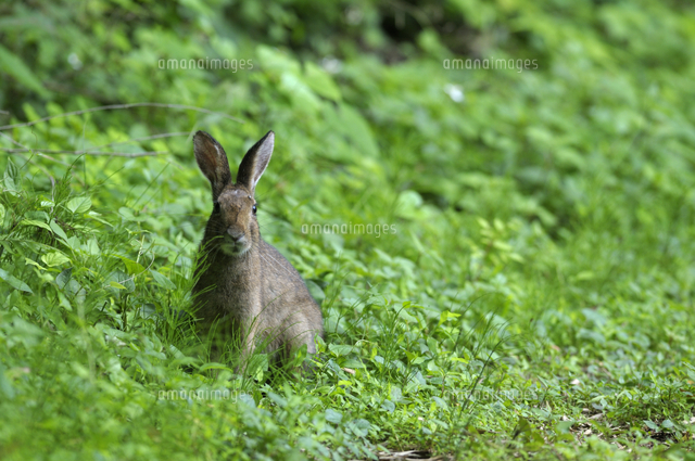 正面顔のニホンノウサギ の写真素材 イラスト素材 アマナイメージズ 正面顔のニホンノウサギ の写真素材 イラスト素材 アマナイメージズ