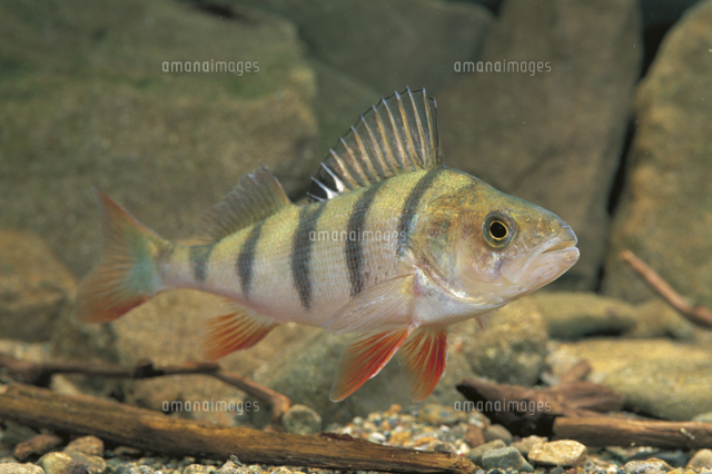 ヨーロピアンパーチ の写真素材 イラスト素材 アマナイメージズ