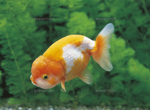 ランチュウ（金魚）[32186000017]の写真・イラスト素材｜アマナイメージズ