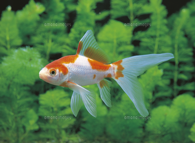 コメット（金魚）[32186000066]の写真・イラスト素材｜アマナイメージズ