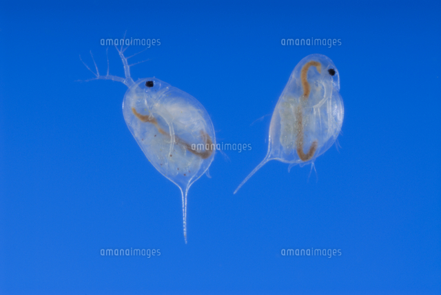 ミジンコ の写真素材 イラスト素材 アマナイメージズ ミジンコ の写真素材 イラスト素材 アマナイメージズ
