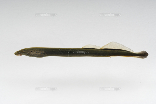 シベリアヤツメ の写真素材 イラスト素材 アマナイメージズ