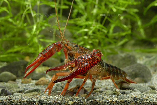 アメリカザリガニ（オスの腹面）[32186000583]の写真・イラスト素材