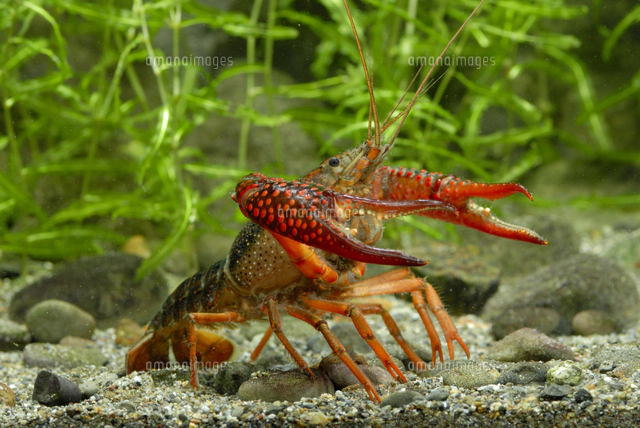 アメリカザリガニ（オスの腹面）[32186000583]の写真・イラスト素材