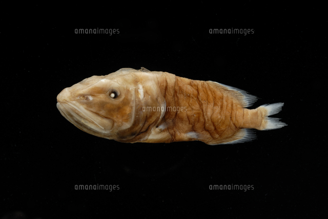 アカチョッキクジラウオ液浸標本 KPM-154338 - 魚類写真資料データベース 標本用品