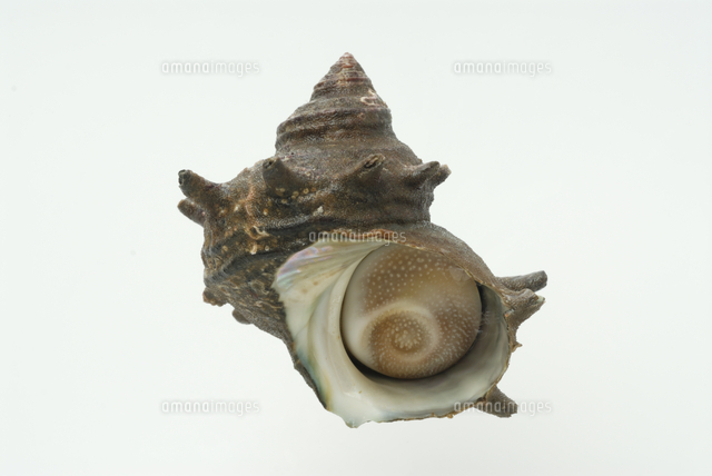 サザエ の写真素材 イラスト素材 アマナイメージズ