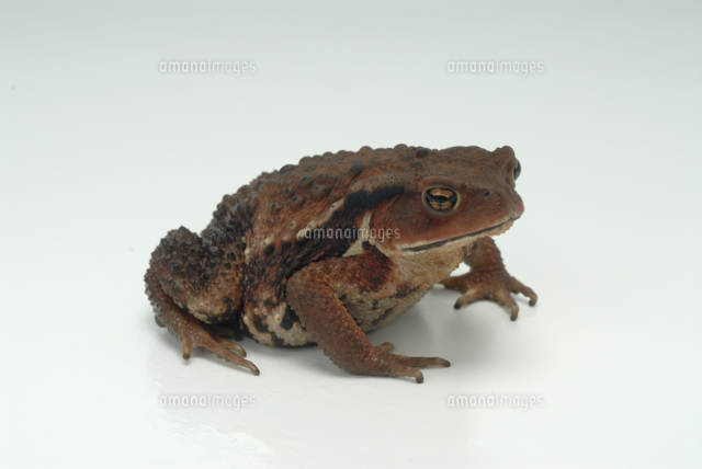 アズマヒキガエル の写真素材 イラスト素材 アマナイメージズ