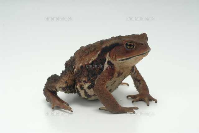 アズマヒキガエル の写真素材 イラスト素材 アマナイメージズ