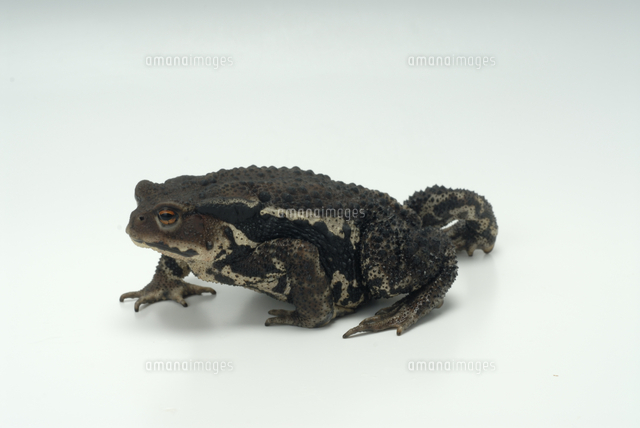 アズマヒキガエル の写真素材 イラスト素材 アマナイメージズ