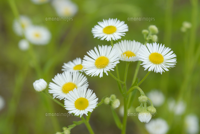 ヒメジョオン の写真素材 イラスト素材 アマナイメージズ