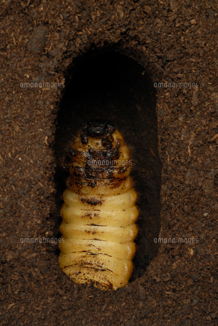 カブトムシの前蛹 の写真素材 イラスト素材 アマナイメージズ