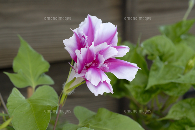 変化アサガオ 青/蜻蛉笹葉/紅/覆輪/切咲/牡丹[32186000986]の写真