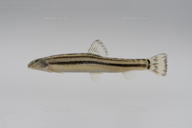 オオガタスジシマドジョウ[32186001007]の写真素材・イラスト素材｜アマナイメージズ