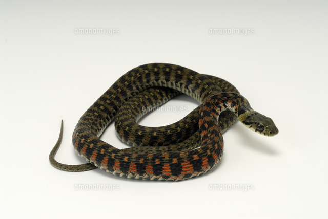 ヤマカガシ の写真素材 イラスト素材 アマナイメージズ