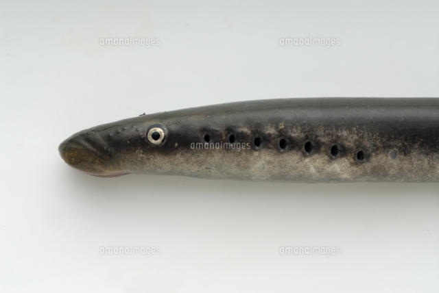 カワヤツメ ヤツメウナギ の頭部 の写真素材 イラスト素材 アマナイメージズ