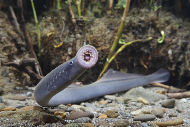 カワヤツメ ヤツメウナギ の写真素材 イラスト素材 アマナイメージズ