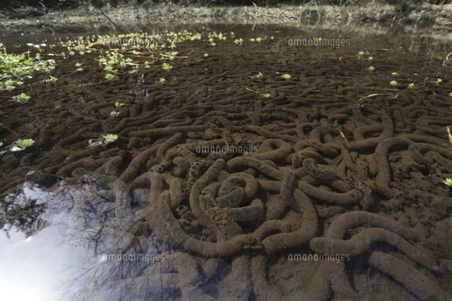 アズマヒキガエルの卵[32186001174]の写真・イラスト素材｜アマナ