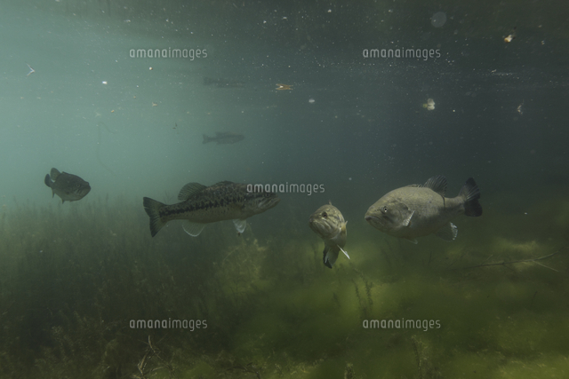 水中のオオクチバス ブラックバス の写真素材 イラスト素材 アマナイメージズ