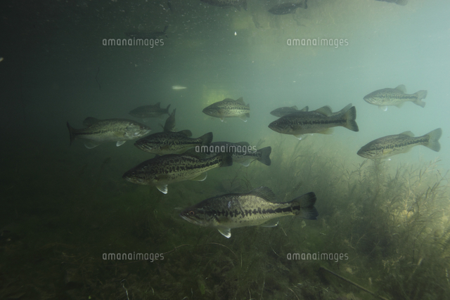 水中のオオクチバス ブラックバス の写真素材 イラスト素材 アマナイメージズ