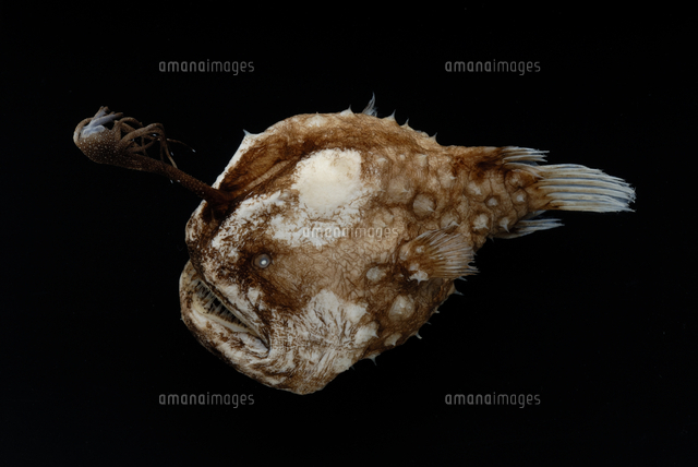 チョウチンアンコウ の写真素材 イラスト素材 アマナイメージズ