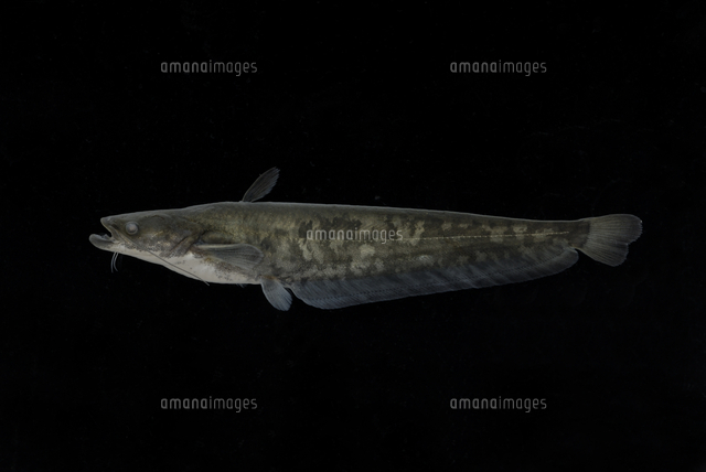 ビワコオオナマズの幼魚[32186001480]の写真・イラスト素材｜アマナ 