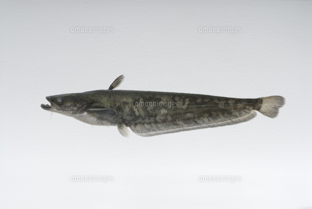 ビワコオオナマズの幼魚[32186001481]の写真・イラスト素材｜アマナ 